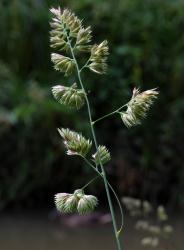 Image: Kerry Ford © Landcare Research 